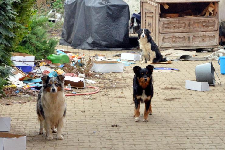 Ausztriban is krzik azt a nt, aki Nyugat-Magyarorszgon szaportott kutykat borzalmas krlmnyek kztt