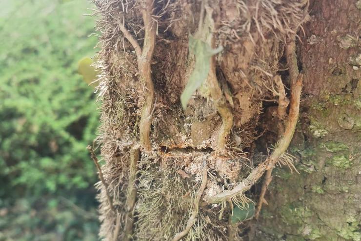 A borostyn letpse termszetkrostsnak szmt a Kmoni Arbortumban