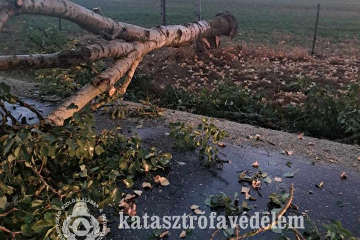 Fakidlsek, fagak leszakadsa adott feladatot a vasi tzoltknak