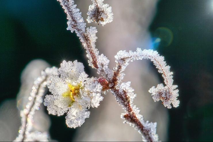 Nyrtasson mnusz 6,5 Celsius-fokot mrtek hajnalban