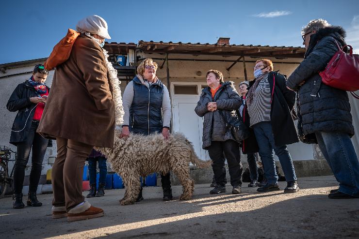 zes cstrtk volt a szombathelyi piacon