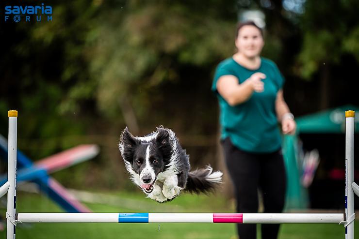 Jtk az embernek s a kutynak: Bartalis Viki s Annie agility orszgos bajnokok