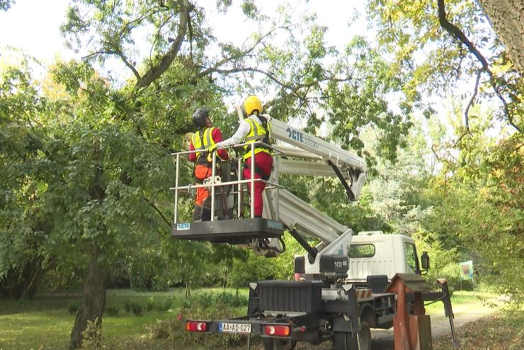 Fapolkat kpeznek a Kmoni Arbortumban