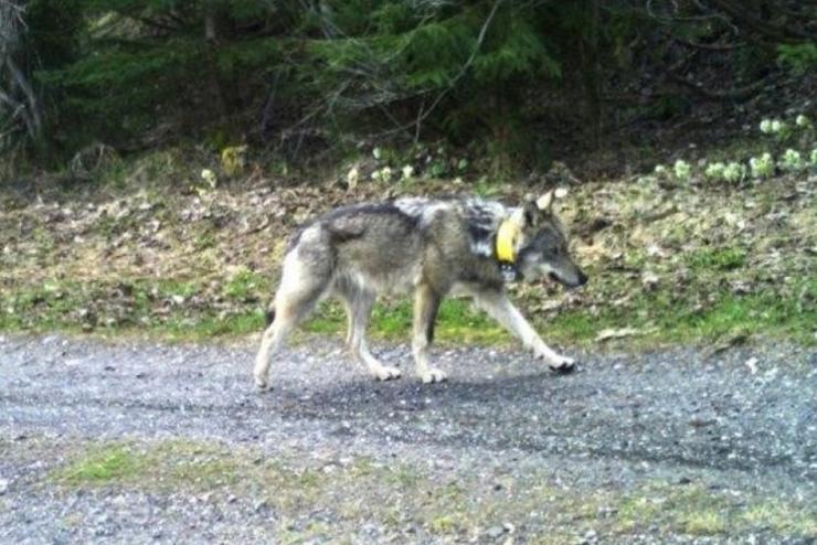 Kt nyregyhzi frfit gyanstanak a svjci farkas elpuszttsval