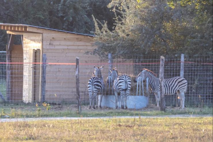 Egy egsz szafariparkra bukkantak az egyik alcstdobozi Mszros-ingatlanon