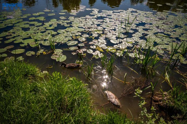 Februr 2. a vizes lhelyek vilgnapja